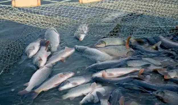 羅茨鼓草莓视频污视频水產養殖鱖魚案例