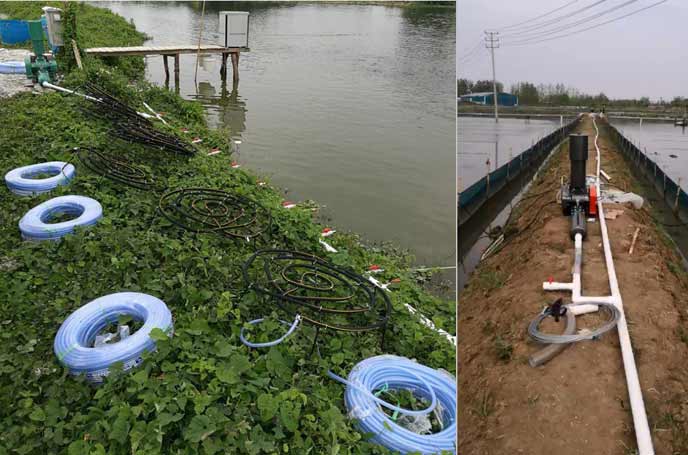 水產養殖中羅茨鼓草莓视频污视频曝氧氣作用效果明顯好