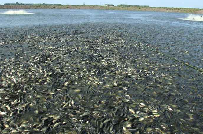 水產養殖羅茨草莓视频污视频